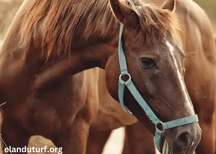 Elimination Des Chevaux