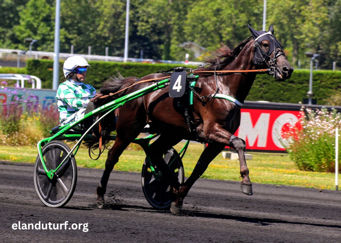 Jolie Turf Gagnant