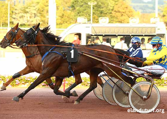 Zetop Trio Gagnant