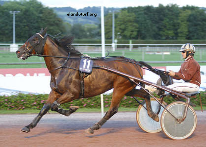 Legende Hippique Turf