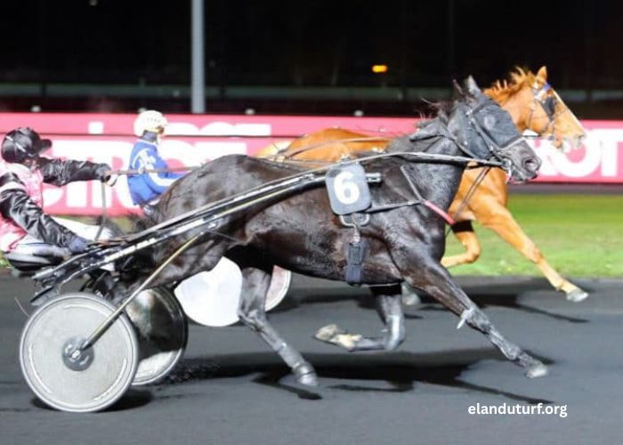 Quarte en OR turf
