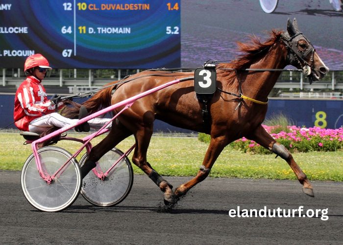 Programme Pmu DE Demain Lonab Pronostics