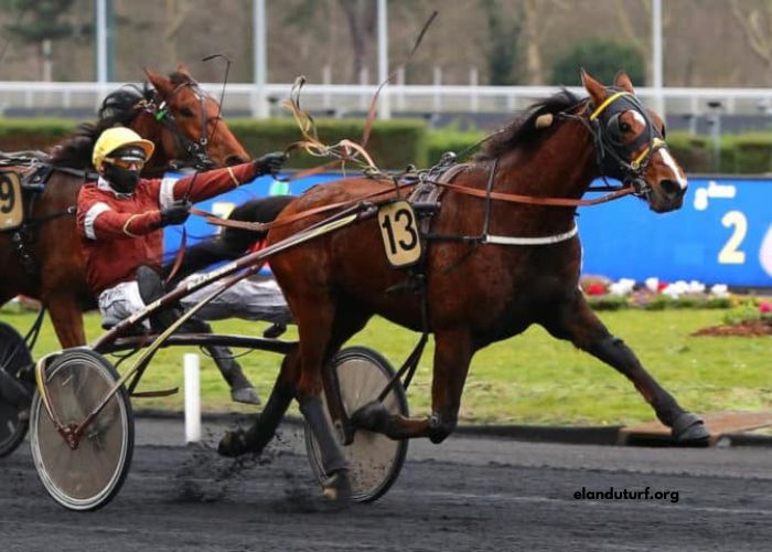 Cheval DE Base Prono